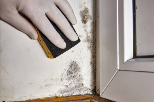 Mold Remediation for Vacation Homes in Southern Gateway, VA